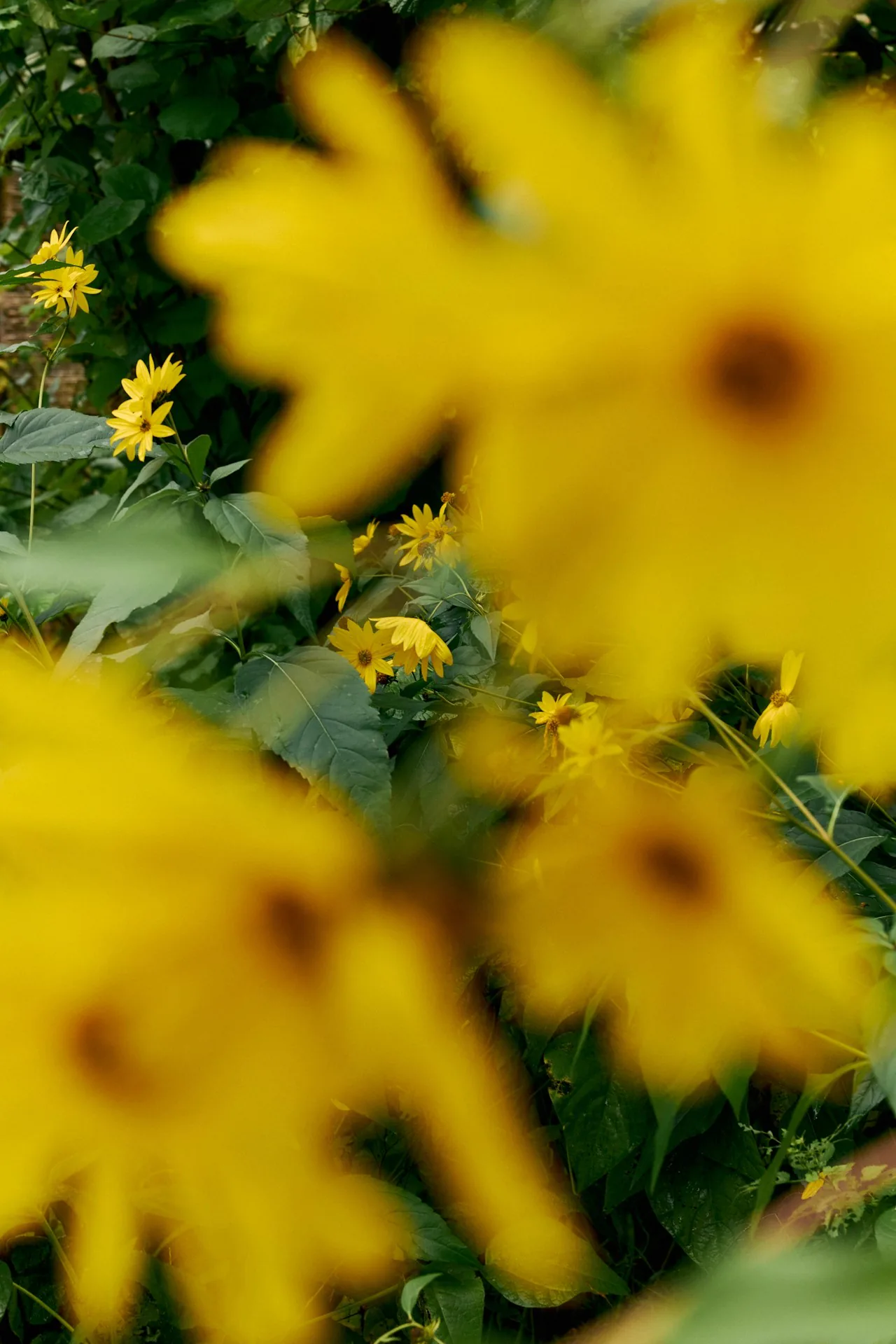 Detalle visual de Amiens